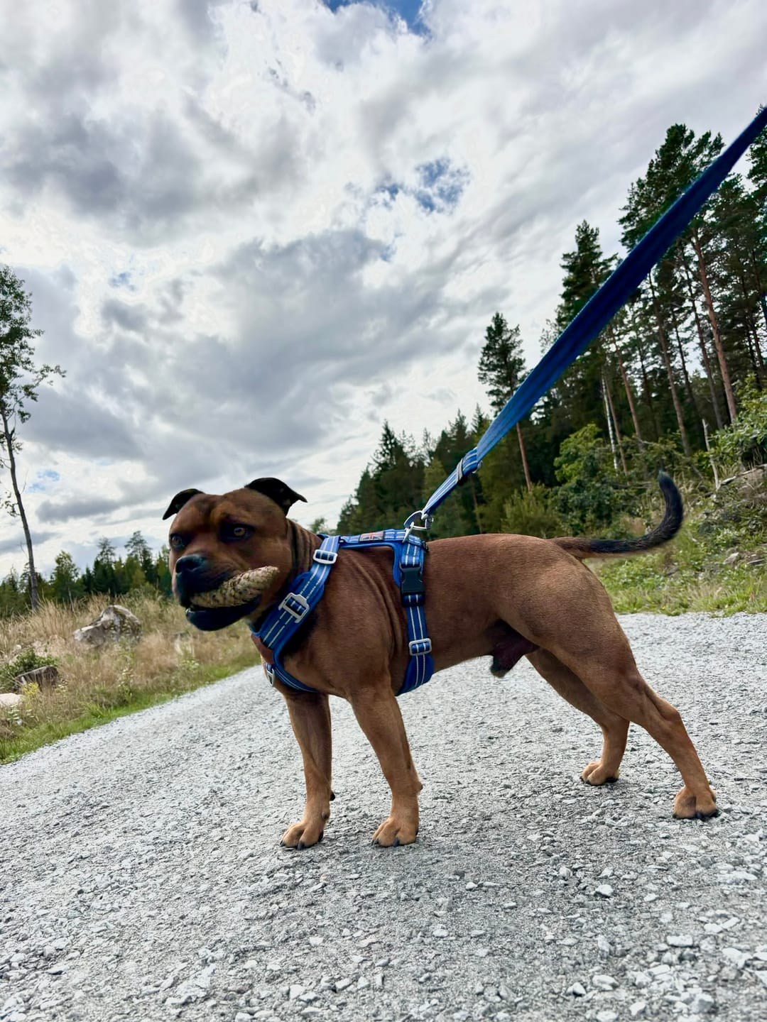 Customer photo review of Staffordshire Bull Terrier 1935® Harness & Leash Set - Denzell Edition - Royal Blue
