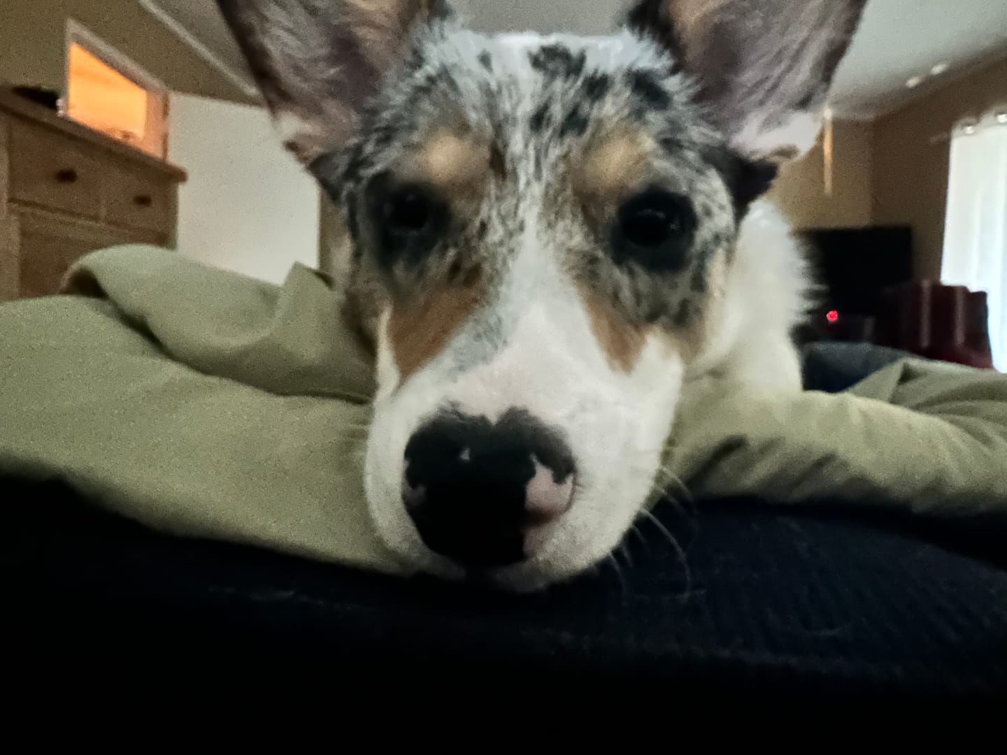 Customer photo review of 12 Inch Jumbo Bully Stick