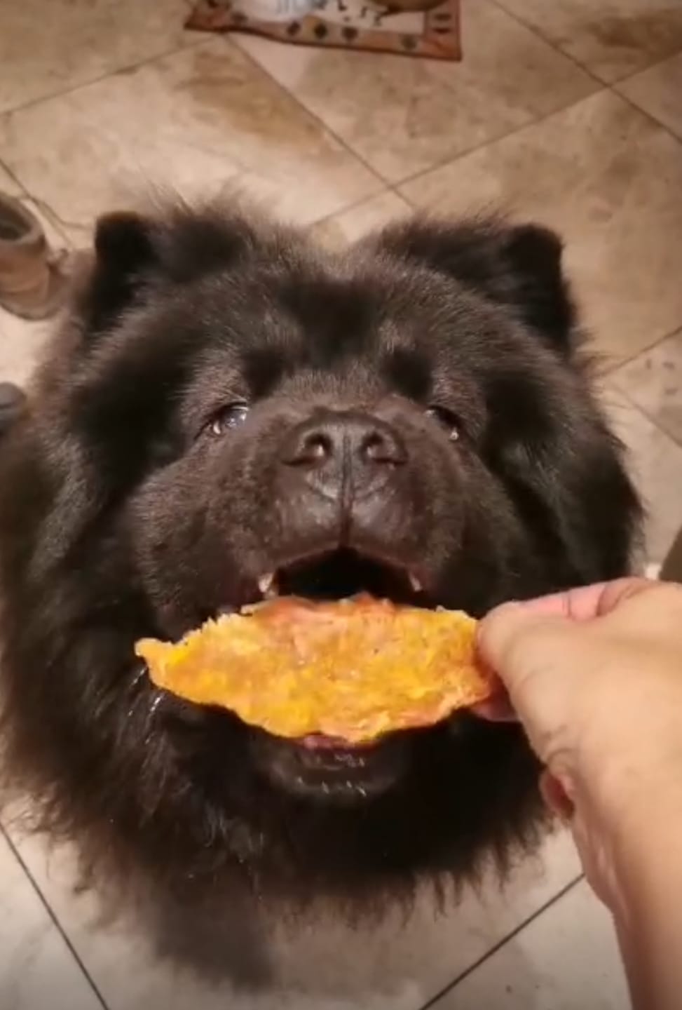 Customer photo review of Turmeric Chicken Strips for Dogs, 3.5oz | Golden & Savory Joint-Support Treat