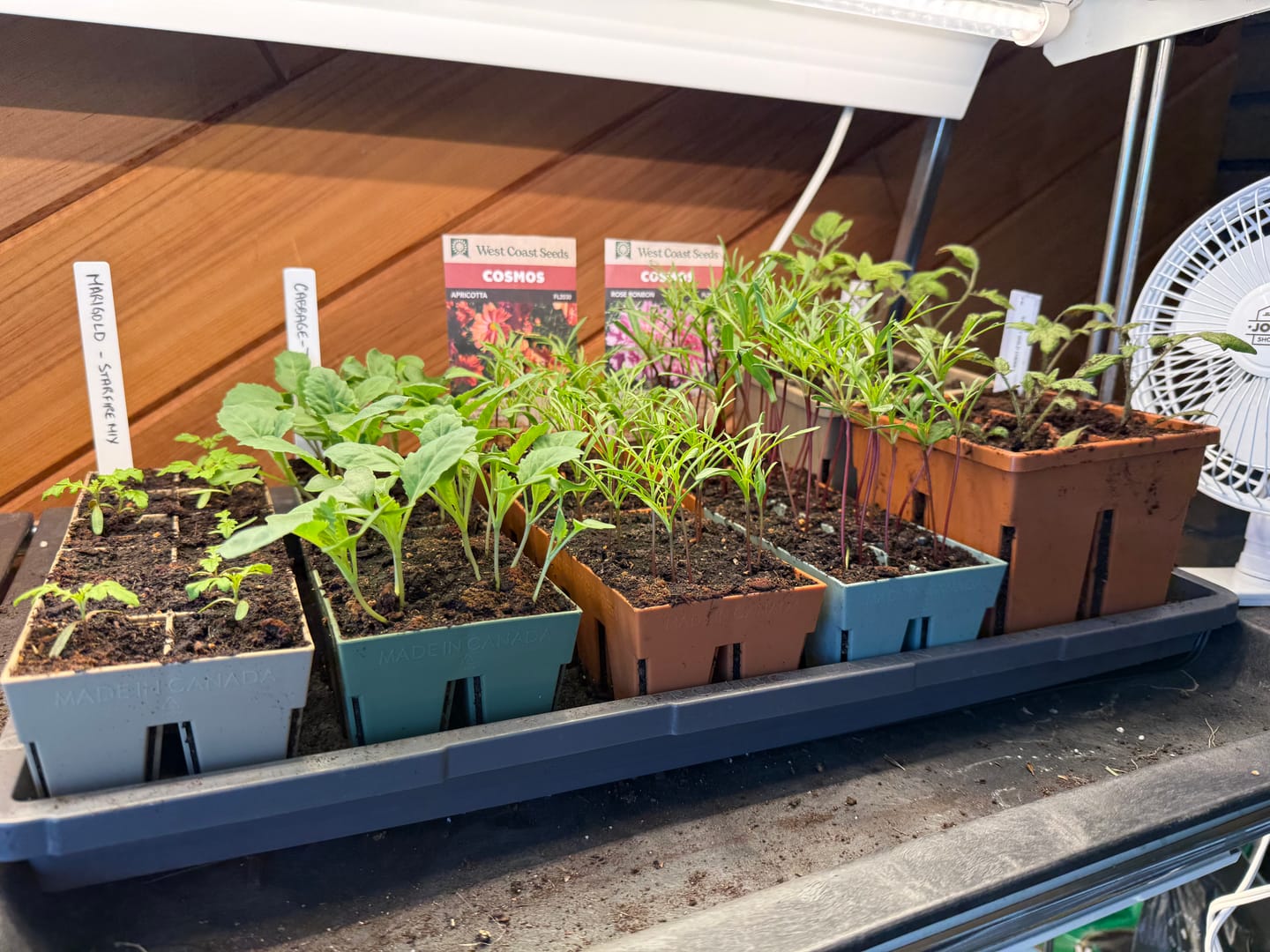 Customer photo review of Indoor Seed Starting Kit
