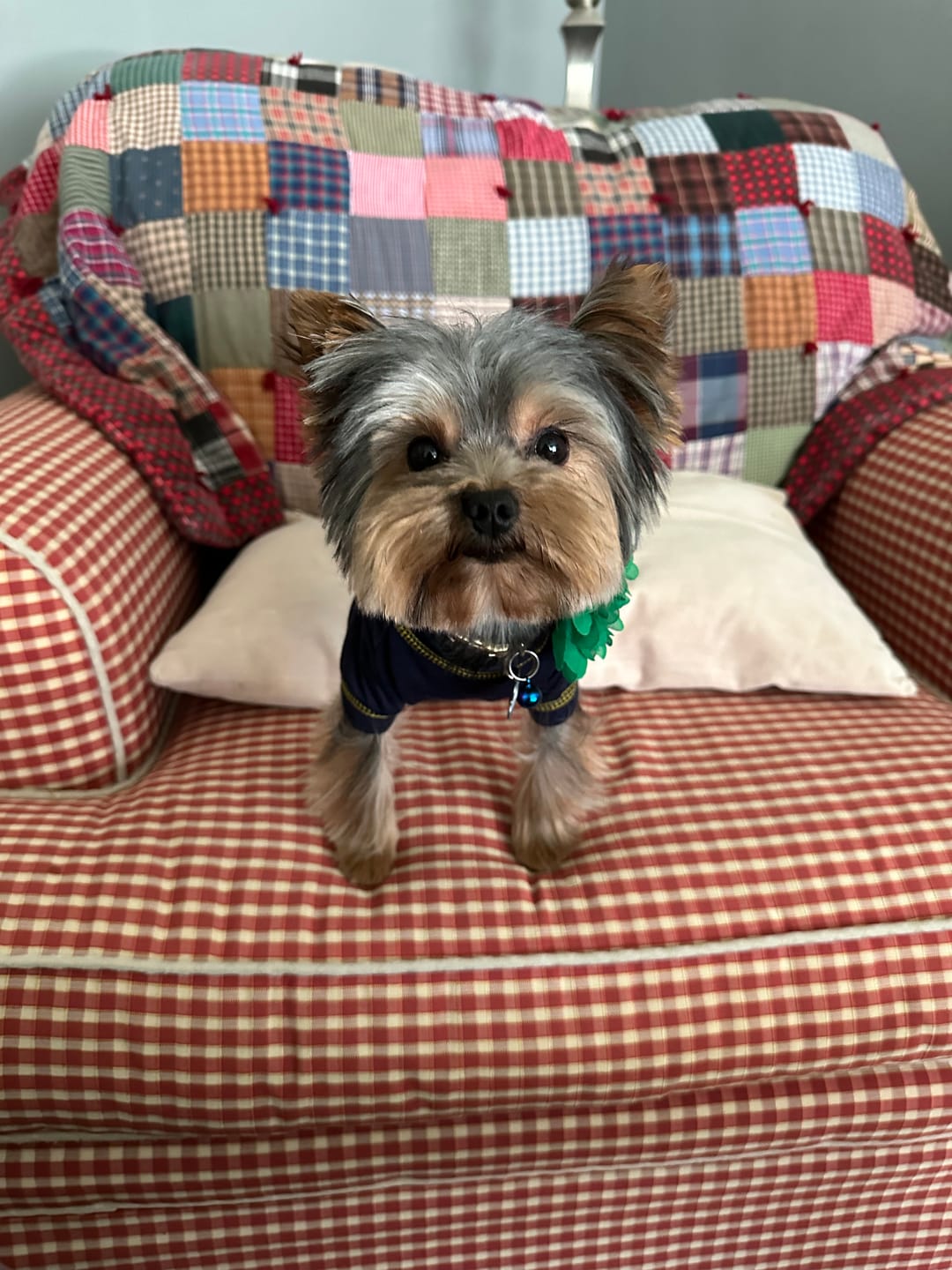 Customer photo review of Fresh Breathies Dental Health Chews