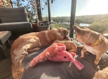 Customer photo review of Peluche langosta con movimiento para mascotas