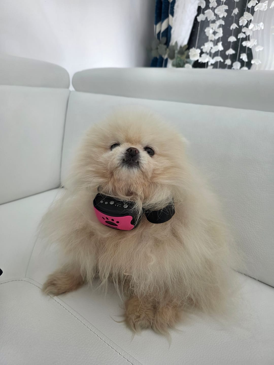 Customer photo review of Collier Anti Aboiement Sans choc Electrique PuppySafe™