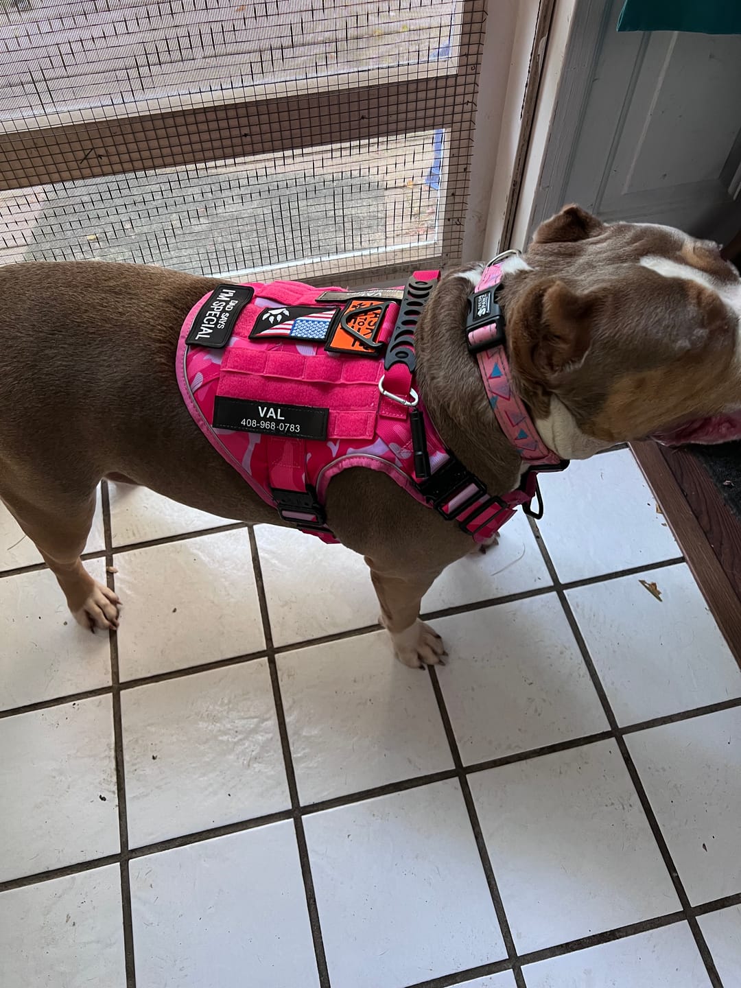 Customer photo review of Custom Hook & Loop Patch For Harness (Printed - 1 Pair)