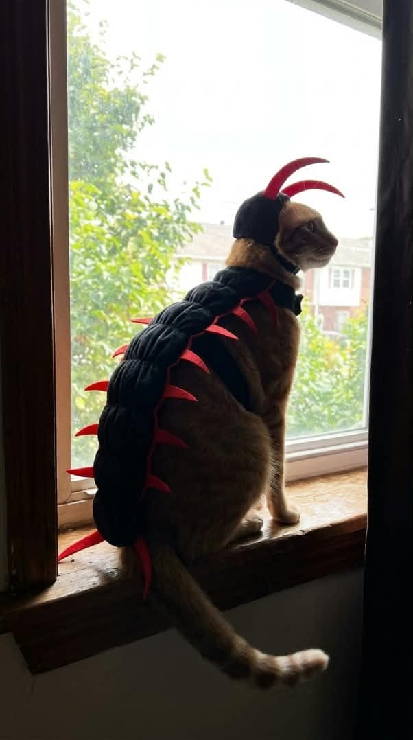 Customer photo review of traje de gato 3D centipeda