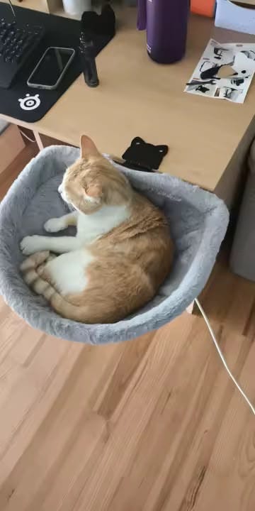 Customer photo review of FlotyCat® Desk Hammock