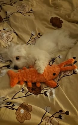 Customer photo review of Peluche langosta con movimiento para mascotas