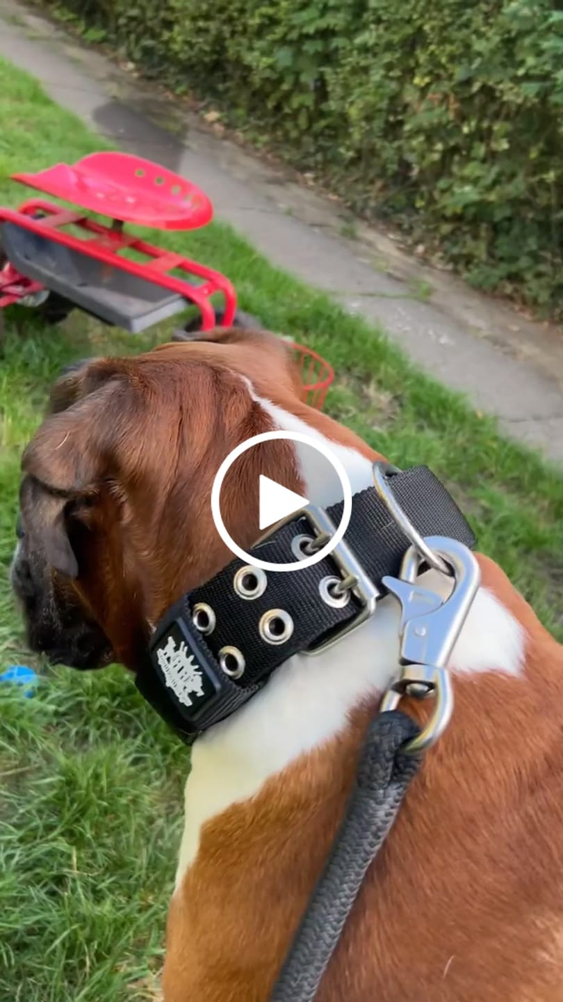 Customer video review of SUPATUFF® Strong Dog Collar Black (Wide Fit)