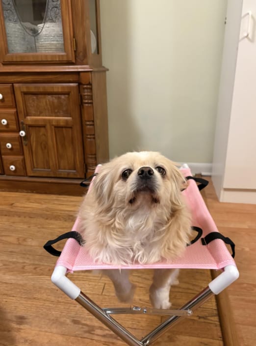 Customer photo review of Mesa Plegable para Cuidado de Mascotas