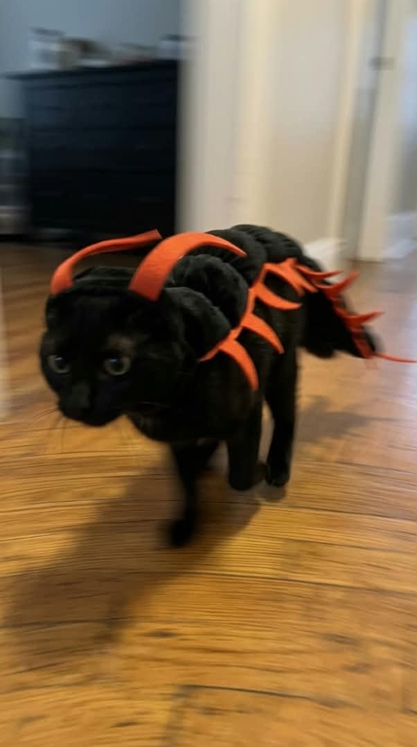 Customer photo review of traje de gato 3D centipeda