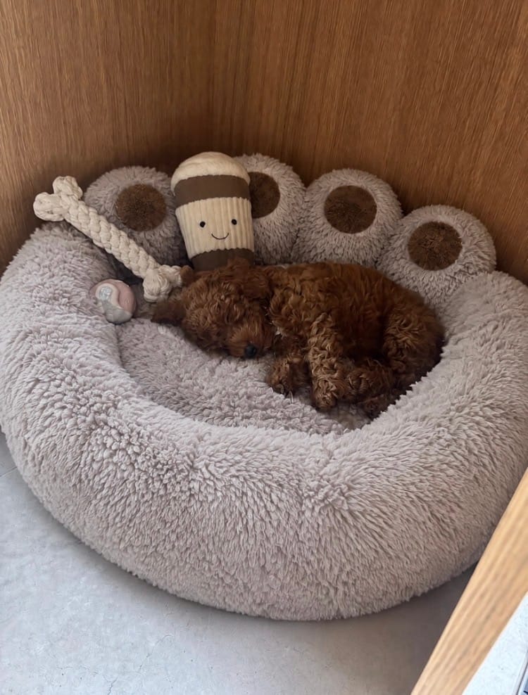 Customer photo review of Fleece Dog Bed