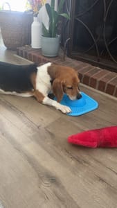 Customer photo review of Interactive Slow Feeder Lick Tray for Dogs