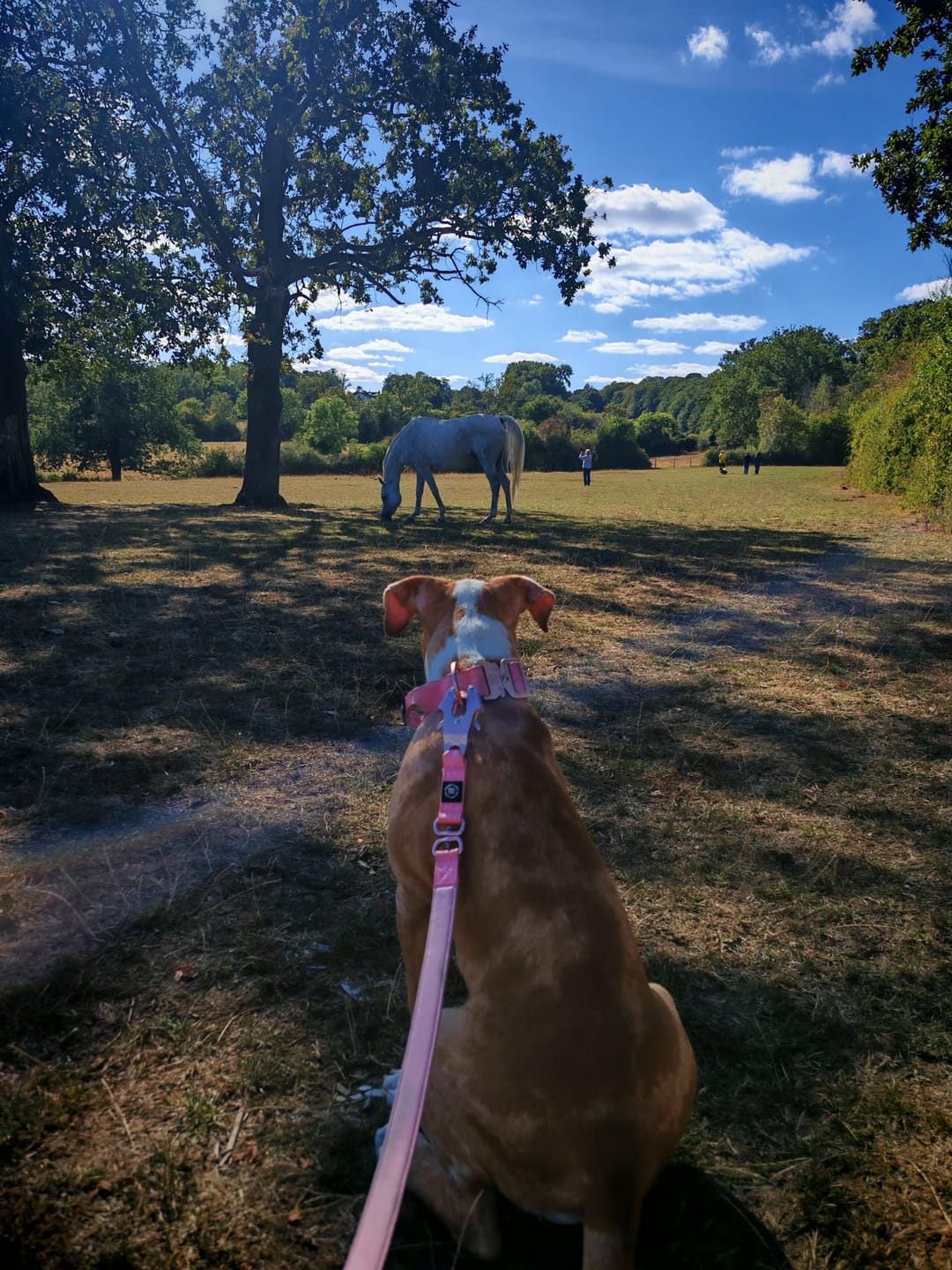 Customer photo review of 1.4m Lighter Swivel Combat Lead | Anti-Tangle & Secure Clip - Pink x Pink