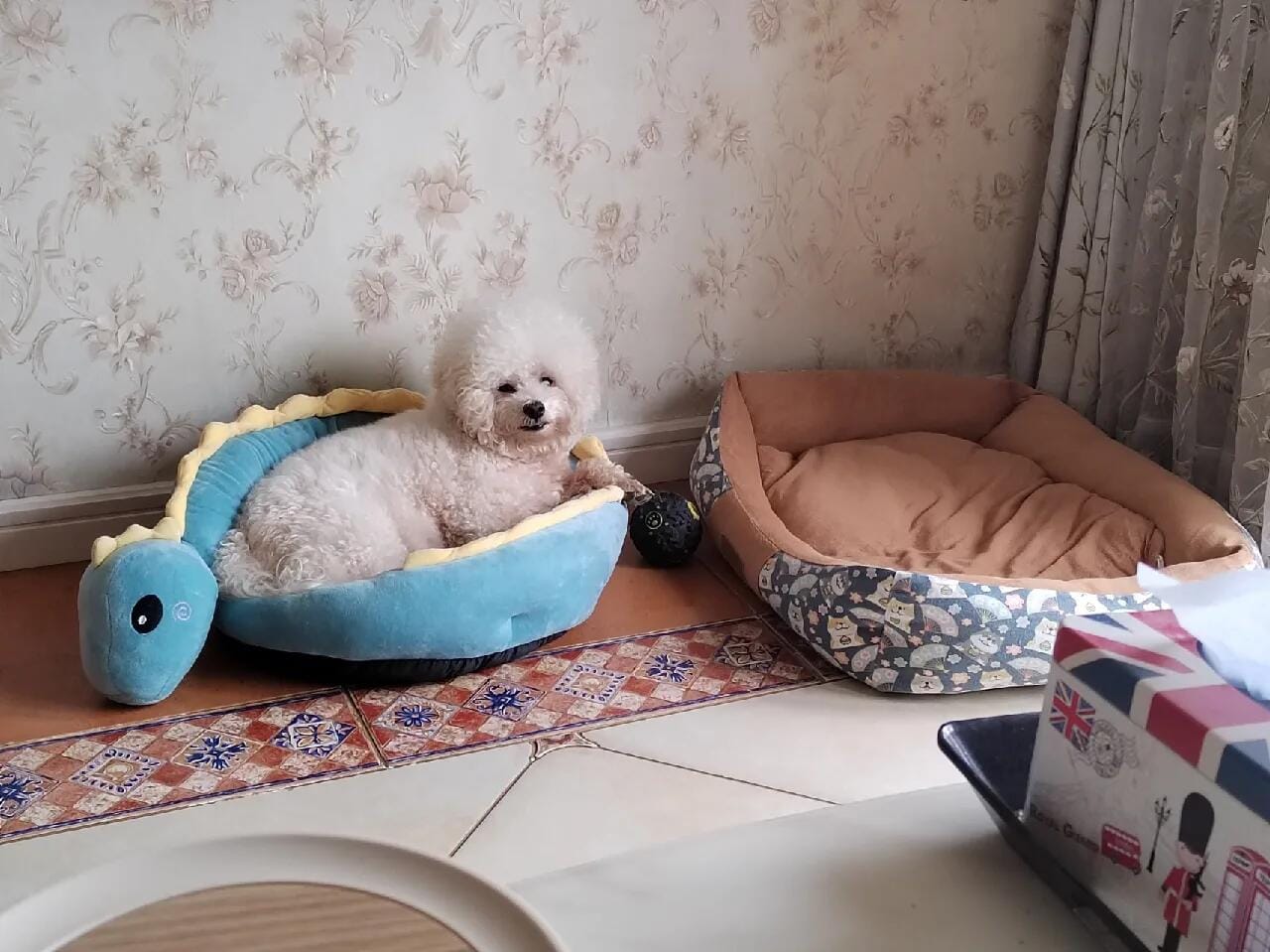 Customer photo review of Cozy Dinosaur Cat Bed 🦕