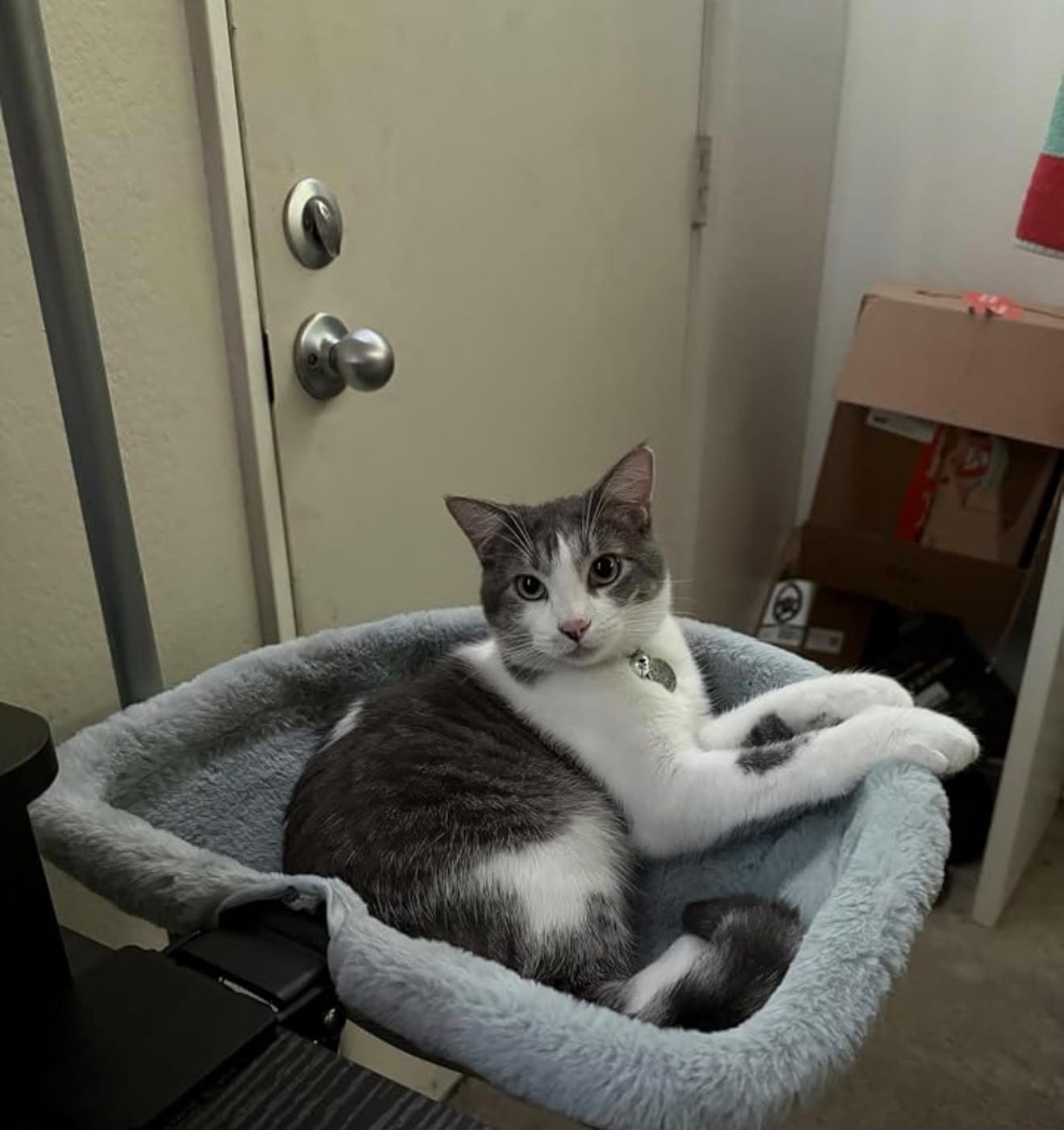 Customer photo review of FlotyCat® Desk Hammock
