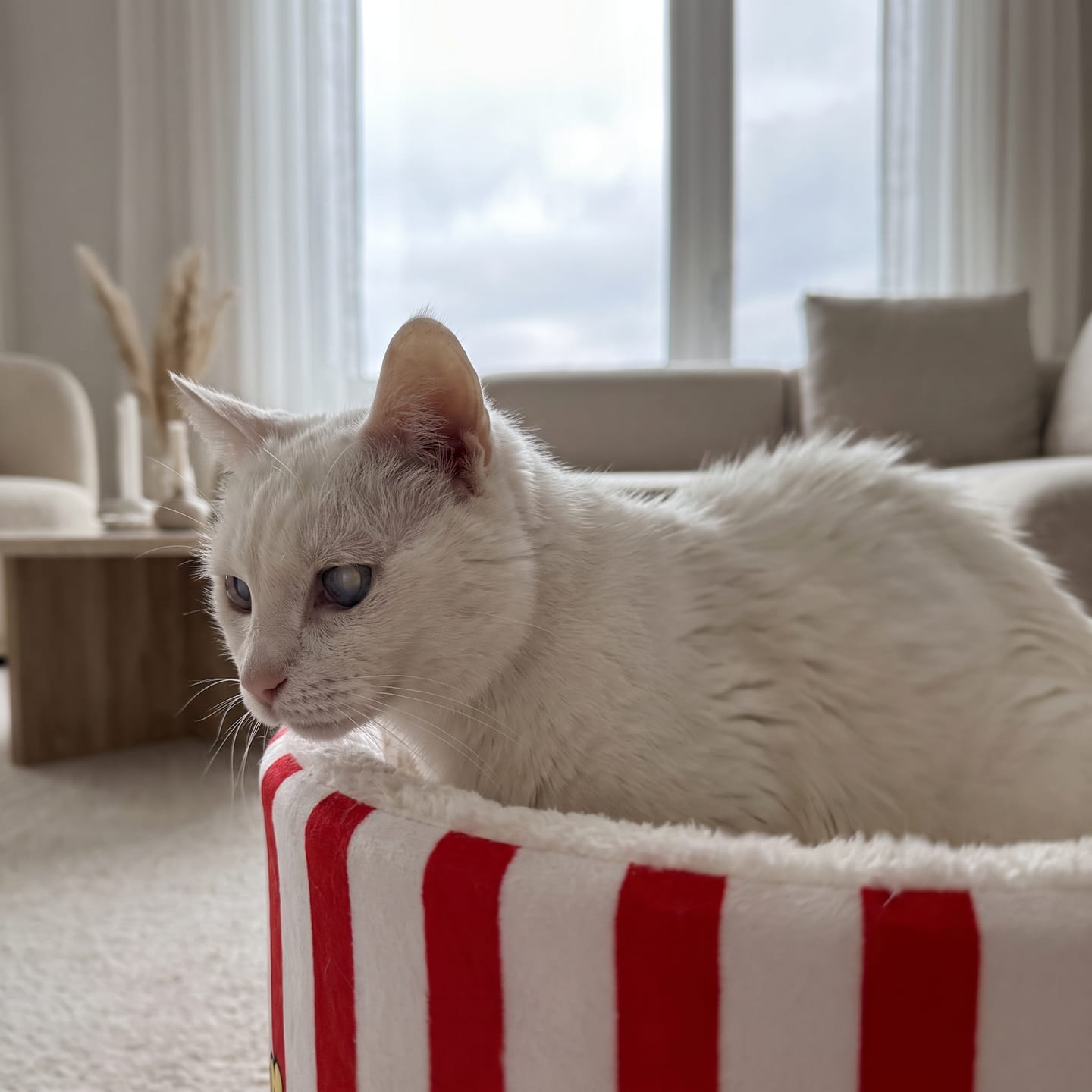Customer photo review of Cama PopCorn para tu gato