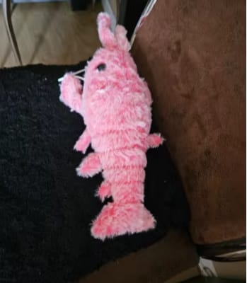 Customer photo review of Peluche langosta con movimiento para mascotas