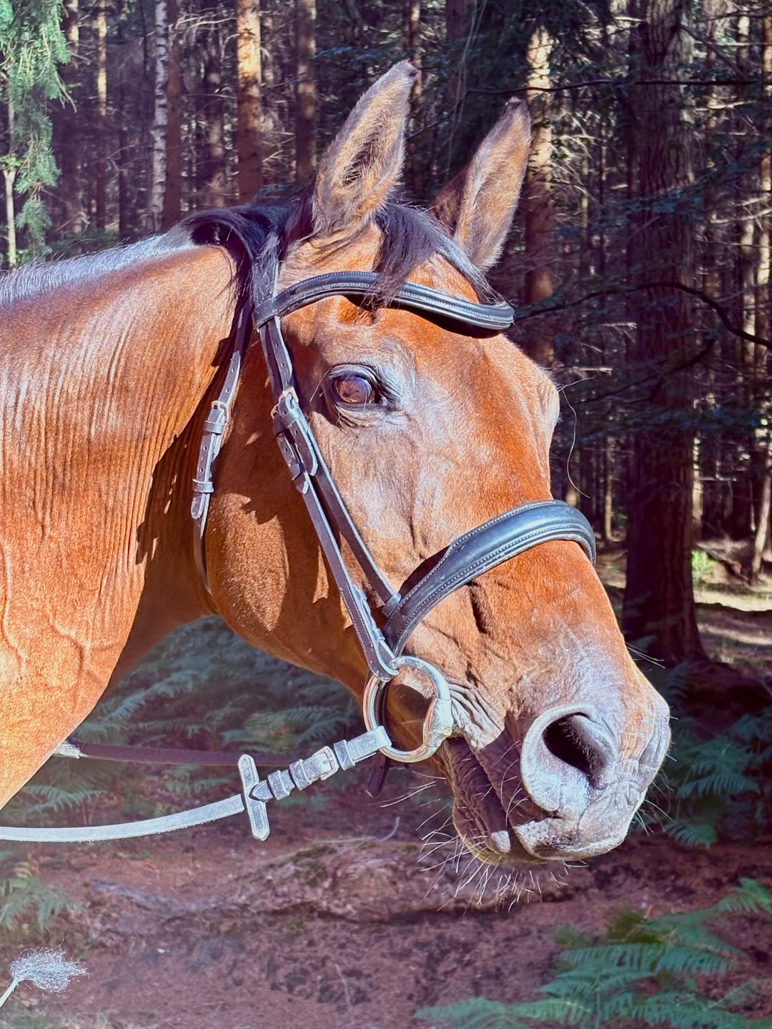 Customer photo review of Horse nutrition