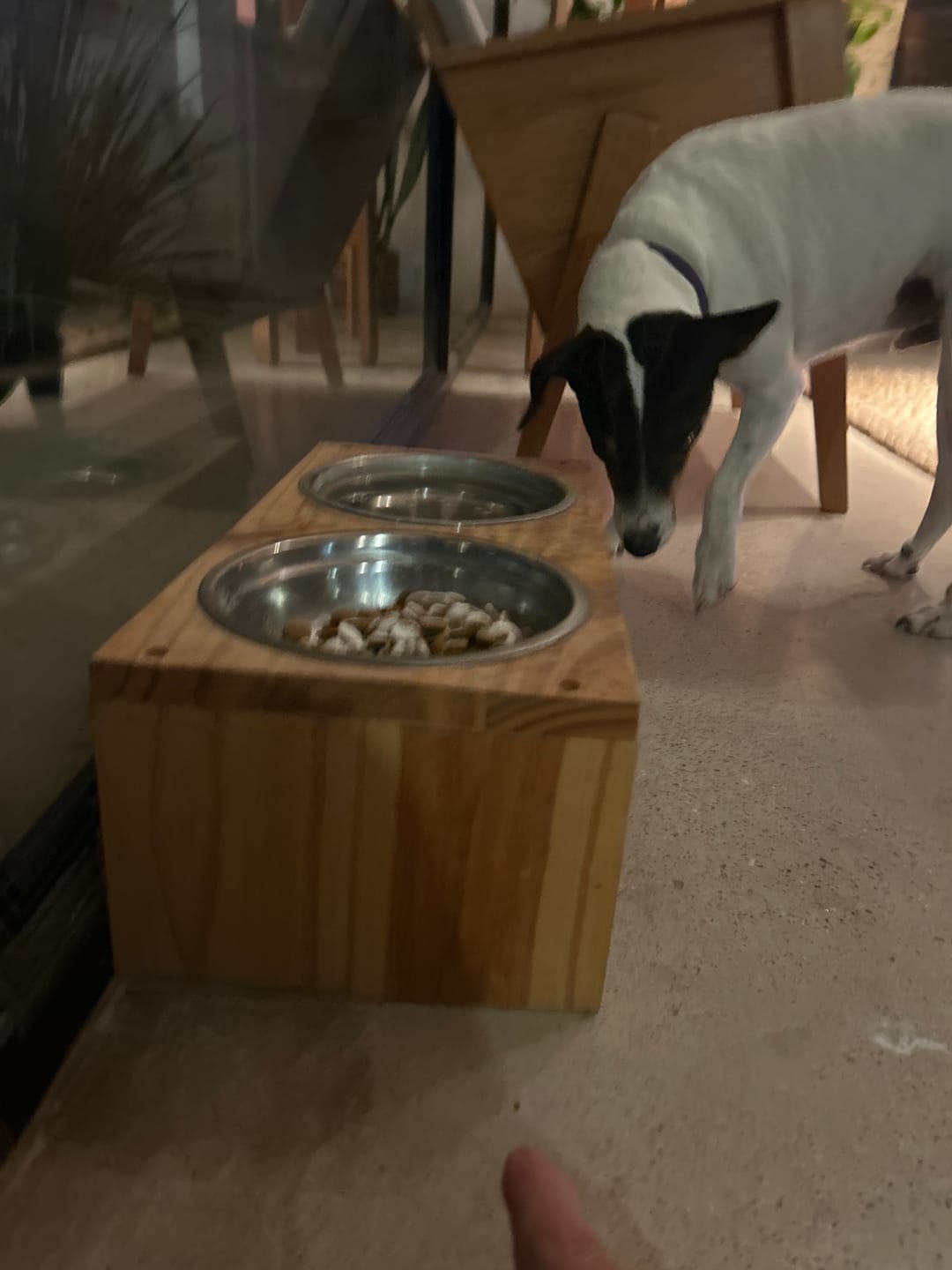 Customer photo review of Probioticos para perros