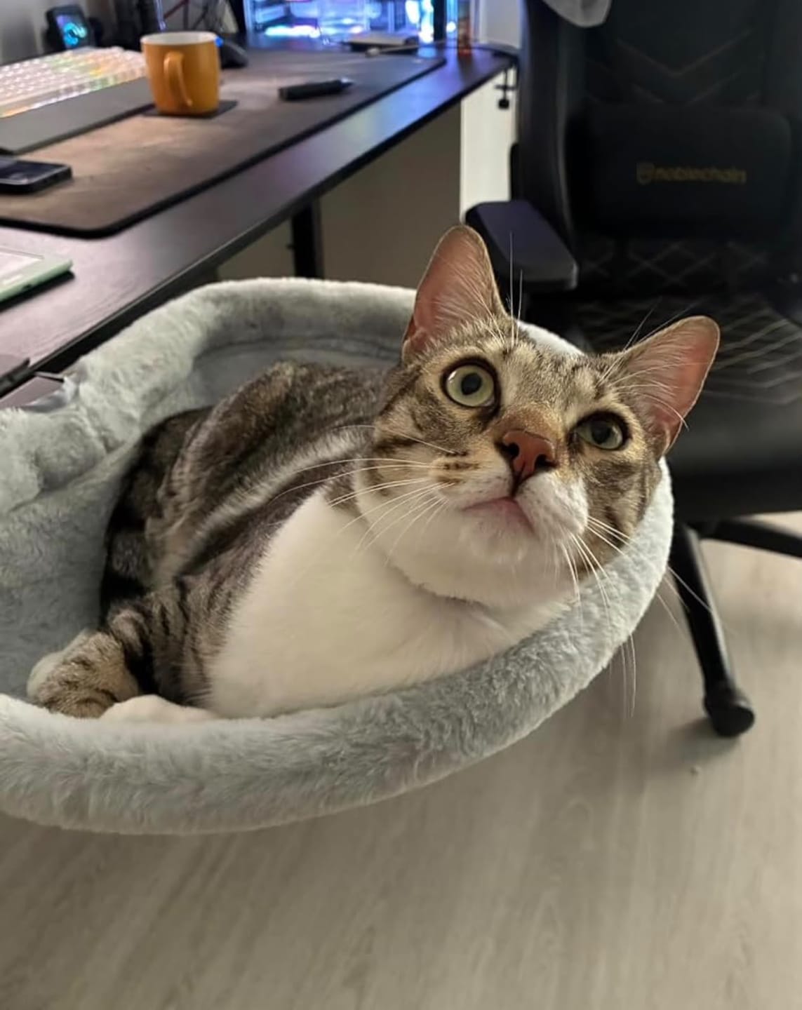 Customer photo review of FlotyCat® Desk Hammock