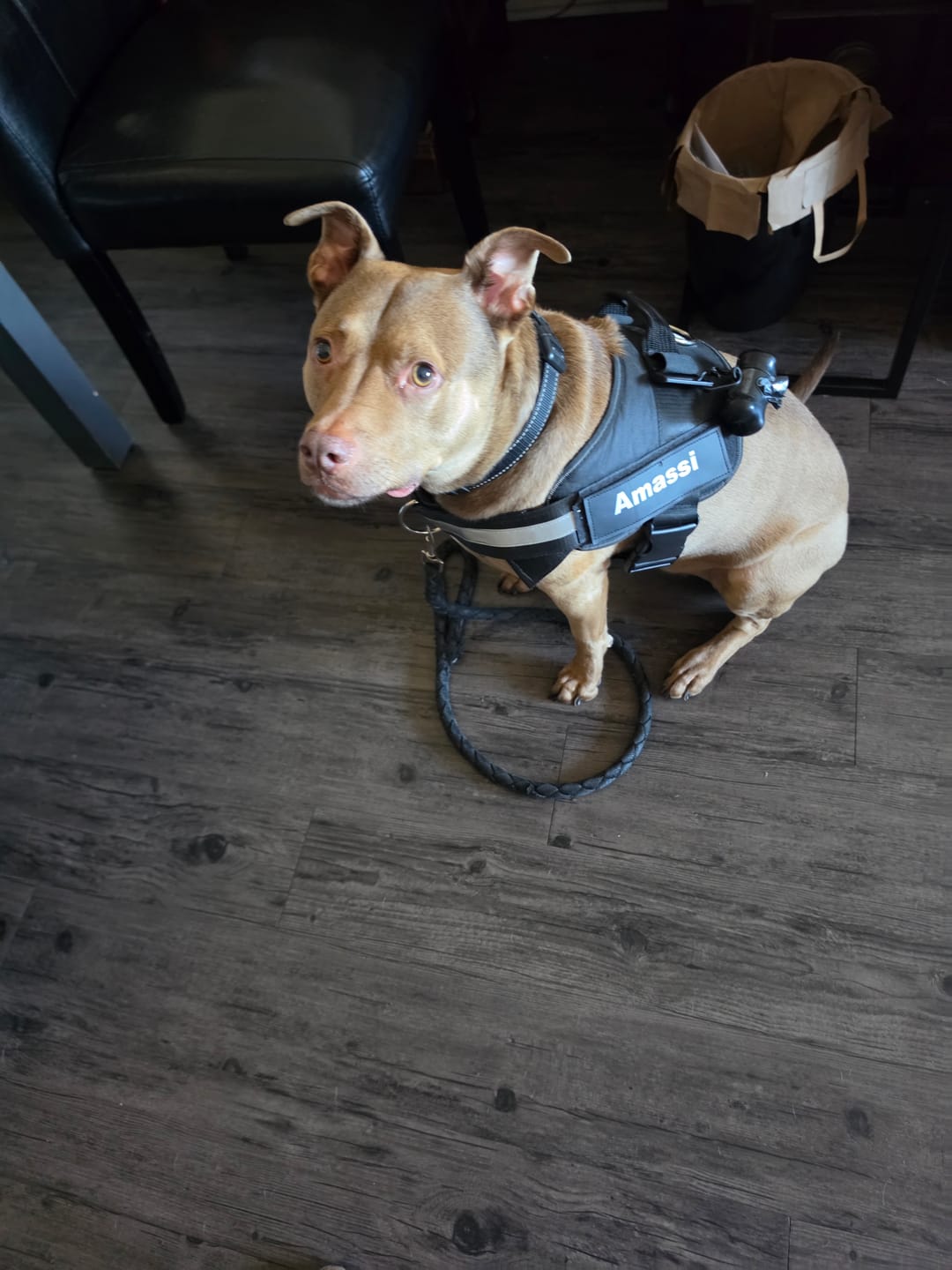 Customer photo review of Dogshood ™ Ergonomic Harness