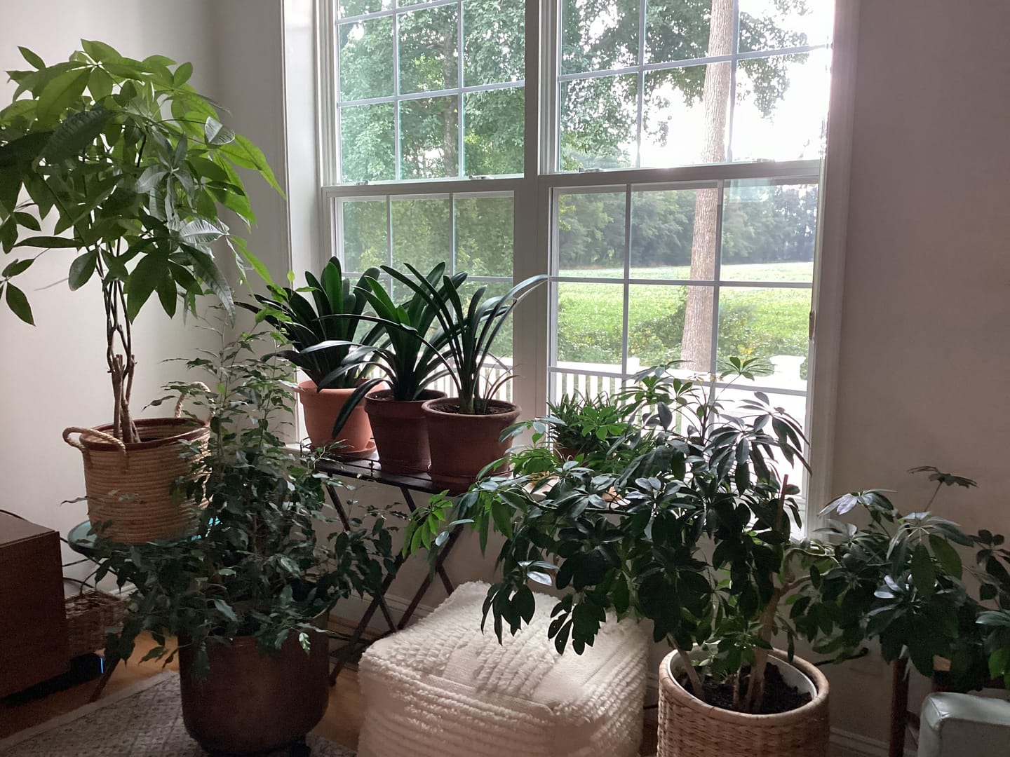 Customer photo review of Plant Juice