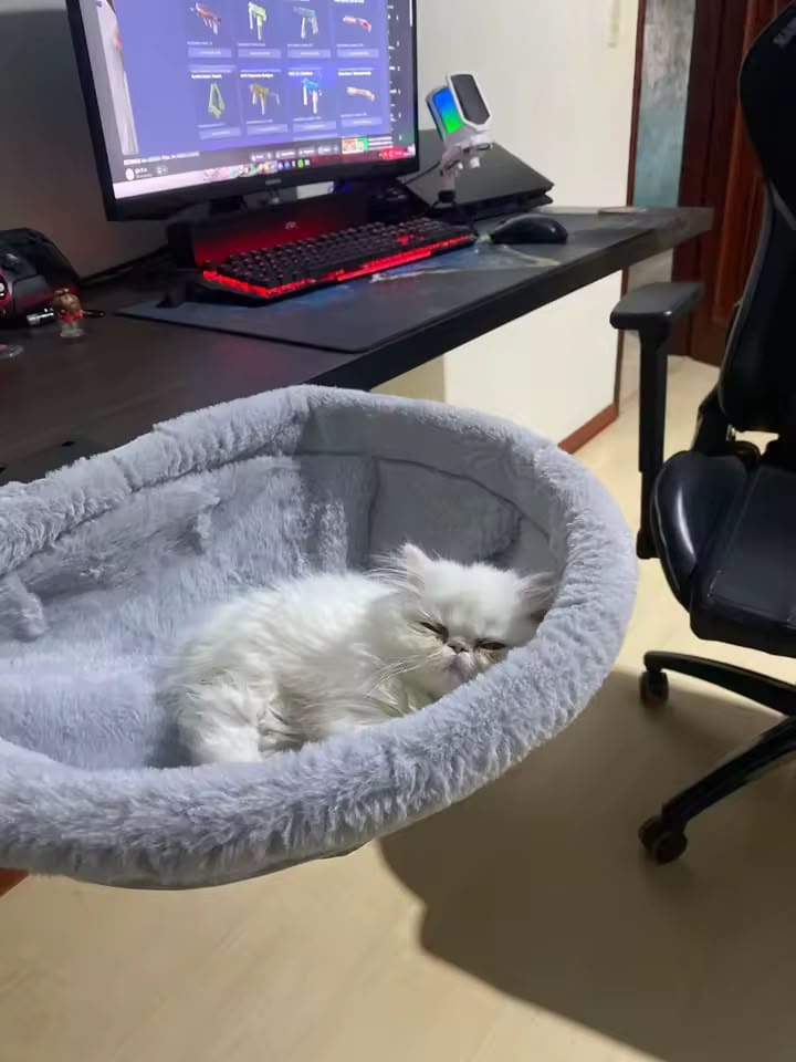Customer photo review of FlotyCat® Desk Hammock