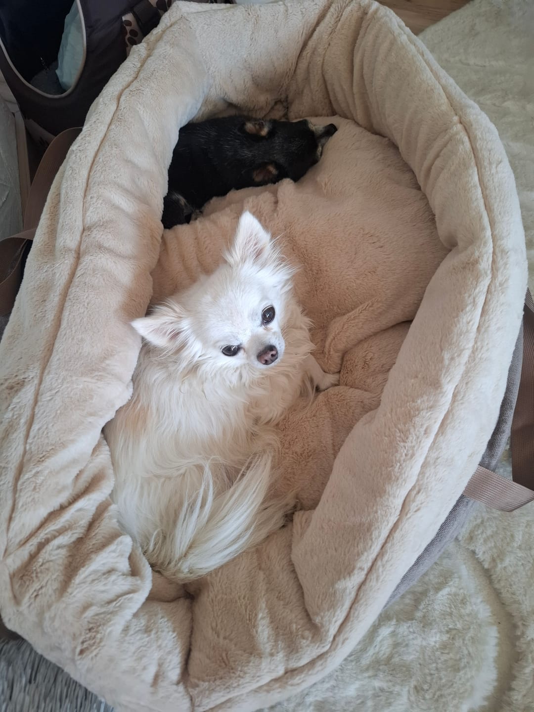 Customer photo review of Orthopädischer Hundekorb "Easy"