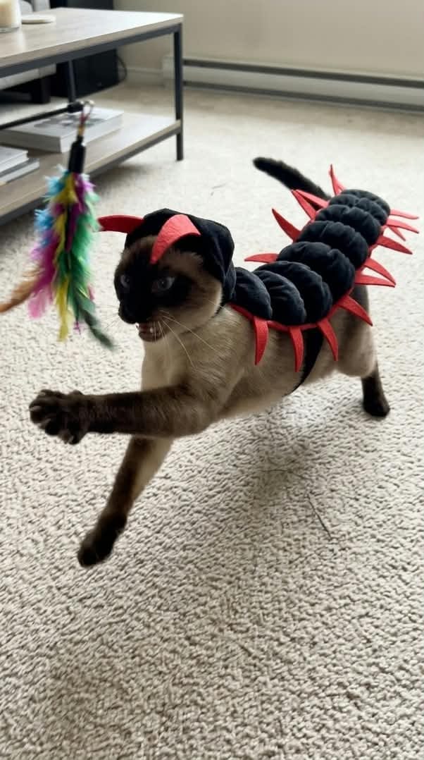 Customer photo review of traje de gato 3D centipeda