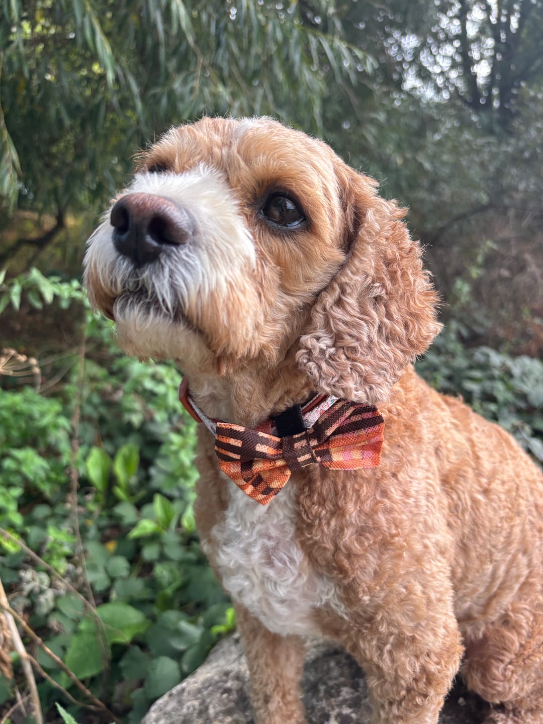 Customer photo review of Bow Tie - Golden Acre