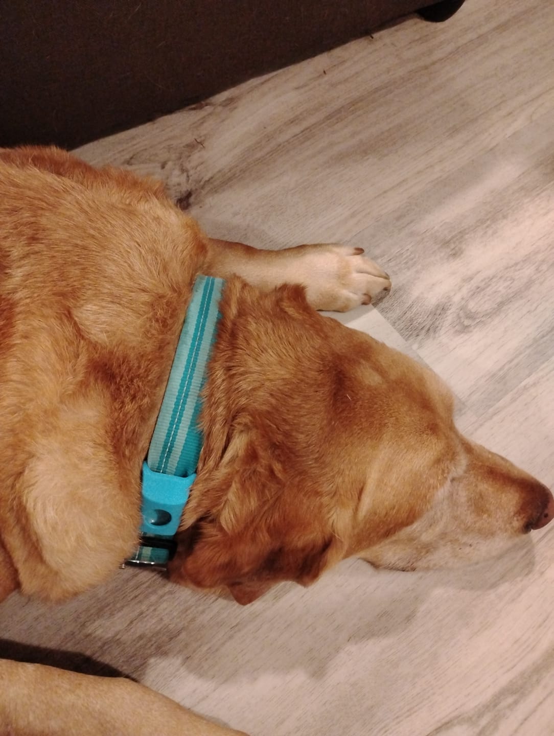 Customer photo review of FurLife™ 12 Months Flea and Tick Free