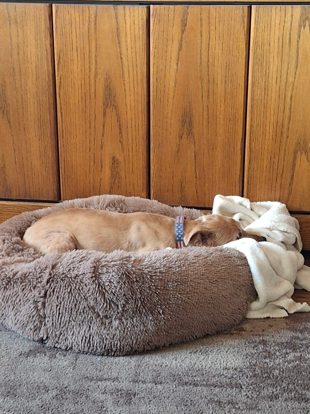 Customer photo review of The Original Fluffy Bean® Pet Bed