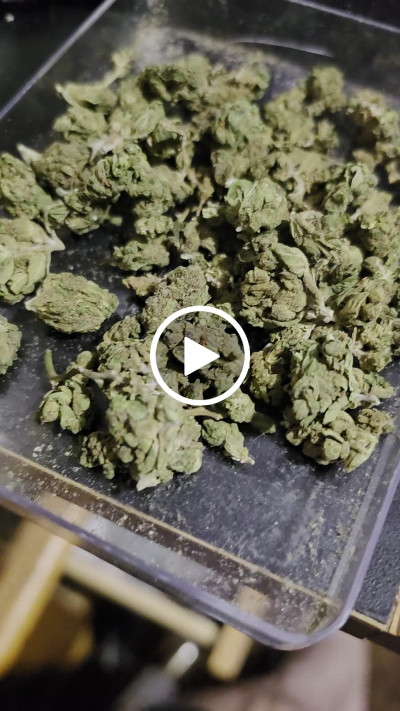 Customer video review of 1 Oz Cheap THCA Small Buds