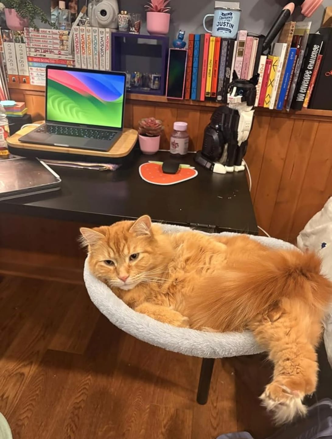 Customer photo review of FlotyCat® Desk Hammock