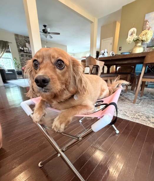 Customer photo review of Mesa Plegable para Cuidado de Mascotas