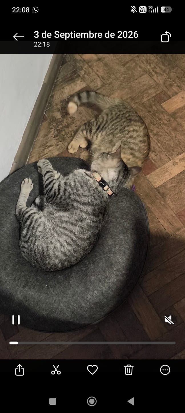 Customer photo review of Collar Dino Gato