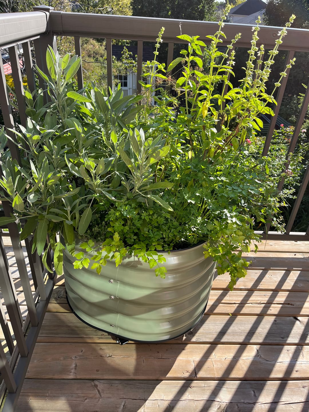 Customer photo review of 17" Tall Rolling Planter