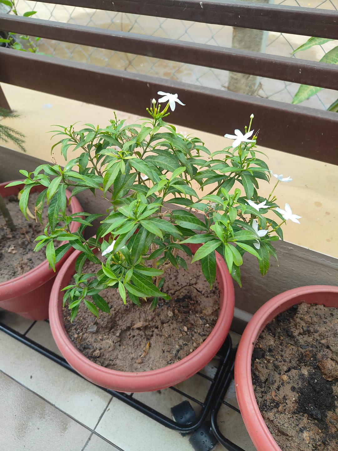 Customer photo review of TryGreen Ivy Wheel Rolling Plant Stand for Planters
