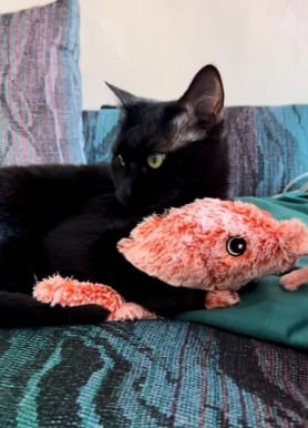Customer photo review of Peluche langosta con movimiento para mascotas