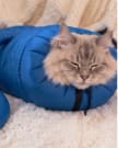 Customer photo review of Bolsa Secadora para Gatos