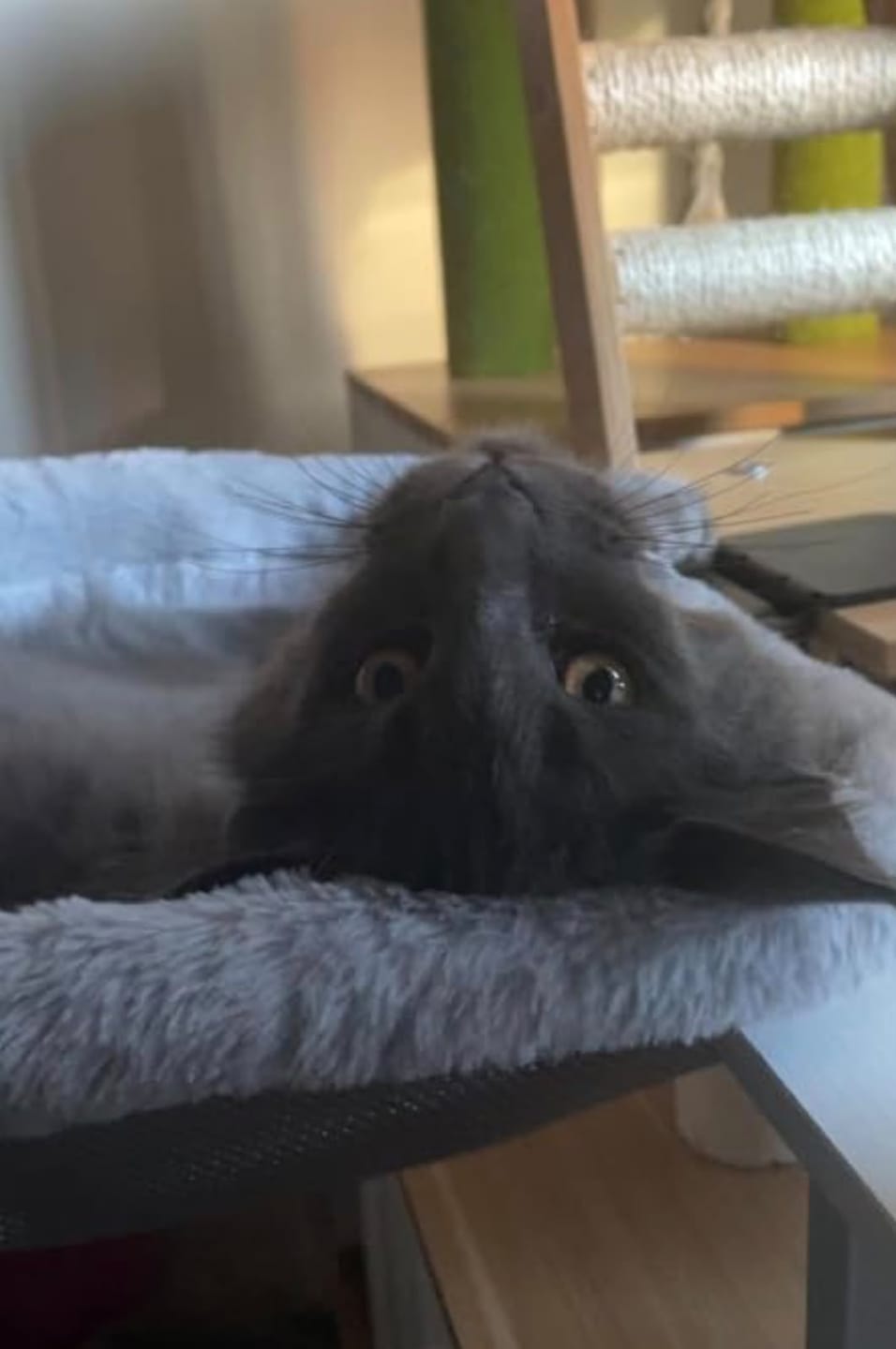 Customer photo review of FlotyCat® Desk Hammock