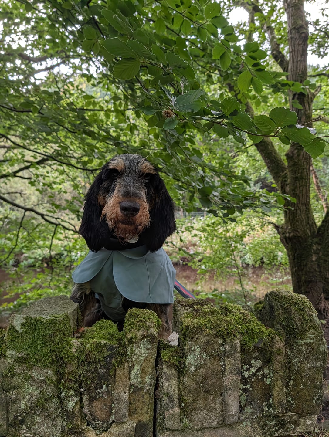 Customer photo review of Waterproof Rainbow Reflective Raincoat for Dogs - Sky Blue - NEW!!