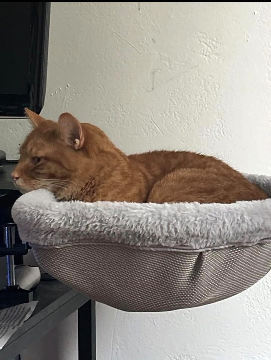 Customer photo review of FlotyCat® Desk Hammock