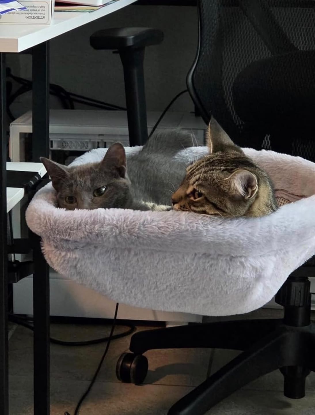 Customer photo review of FlotyCat® Desk Hammock