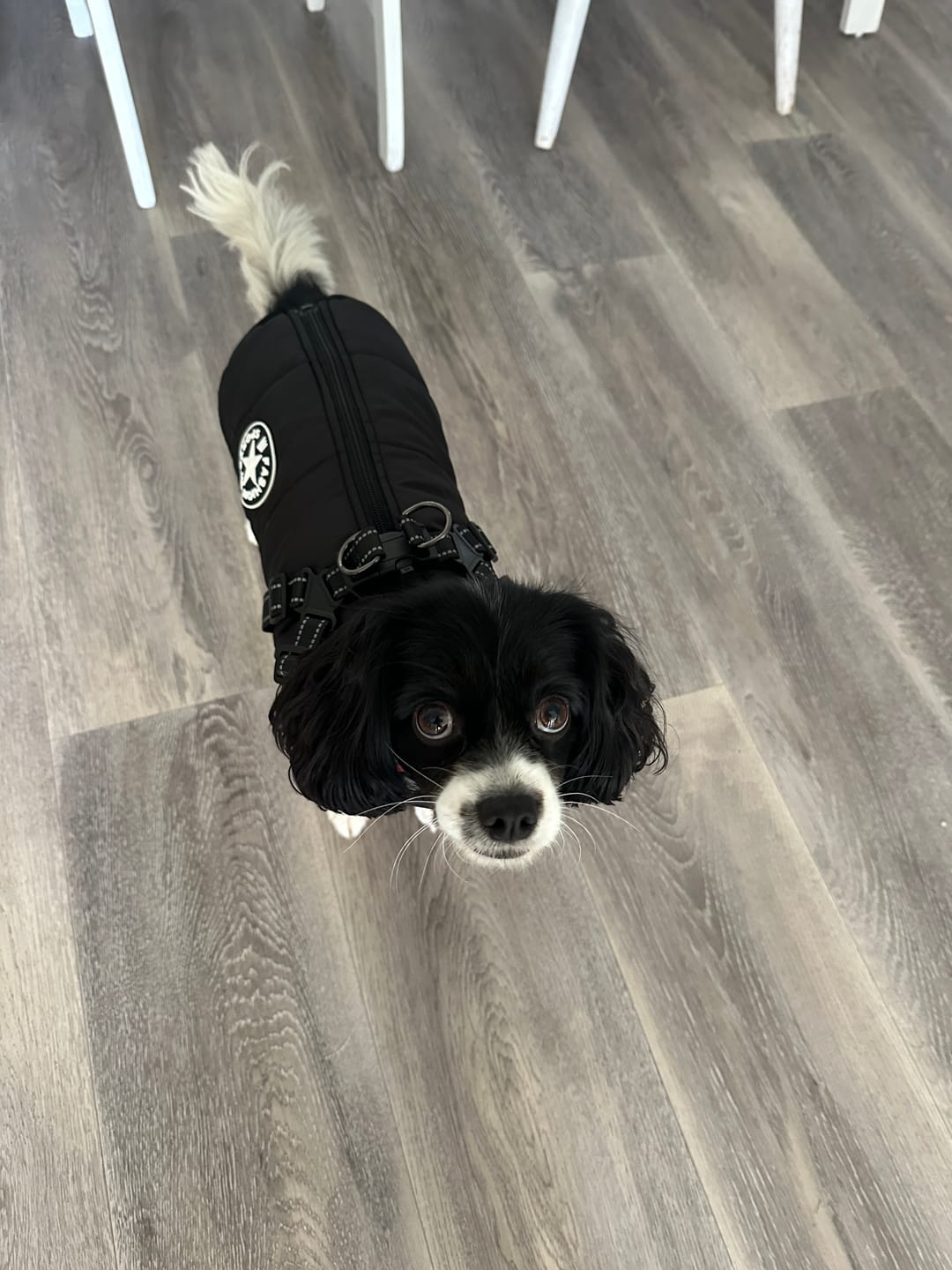Customer photo review of FurryKing™ 3 in 1 Winter Jacket