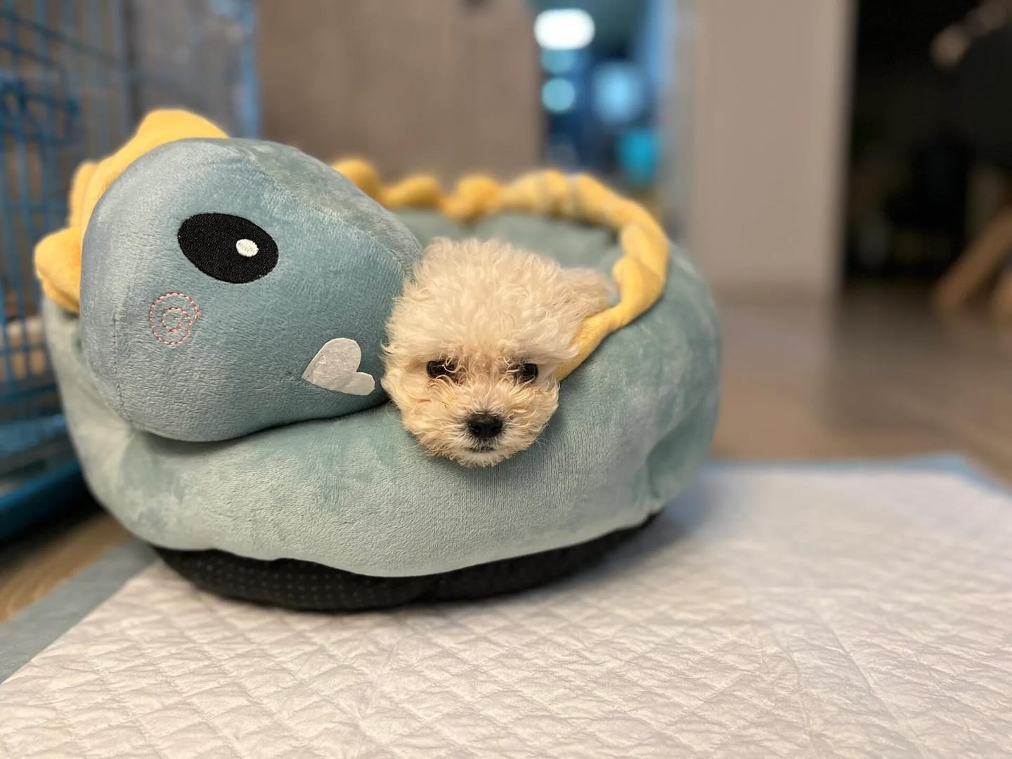 Customer photo review of Cozy Dinosaur Cat Bed 🦕