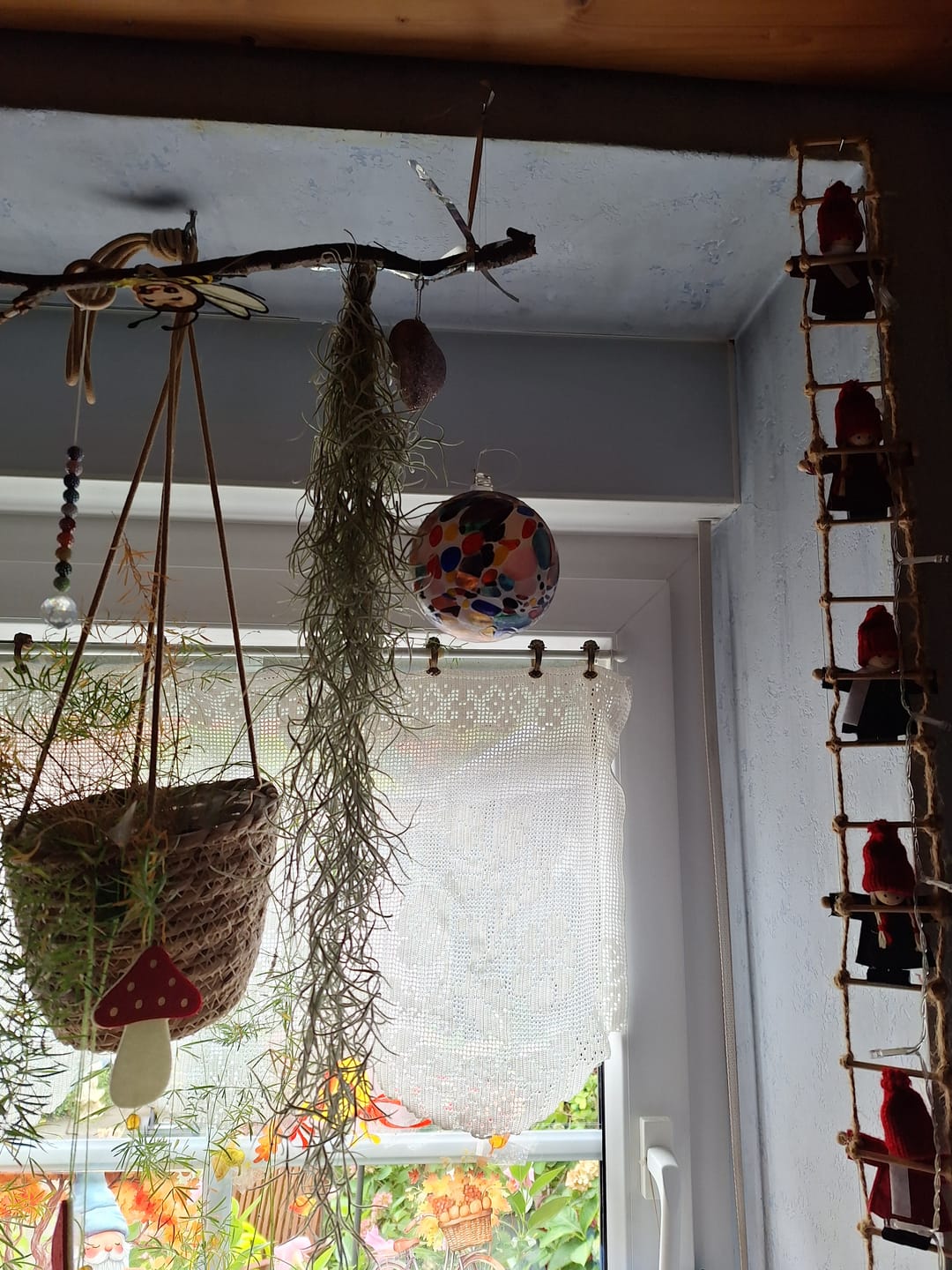 Customer photo review of Tillandsia usneoides - Lousianamoos