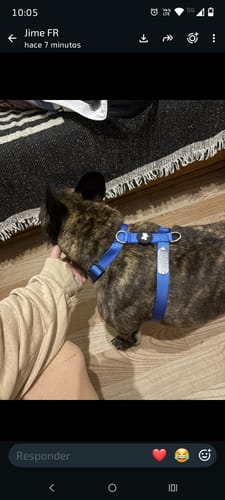 Customer photo review of Arnes H Antitirones Pets Club Confort
