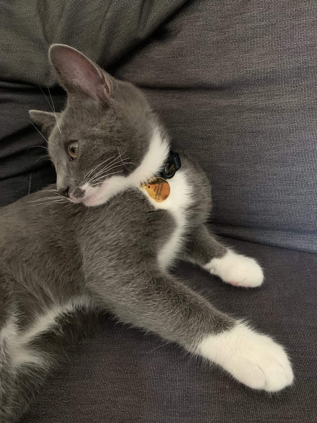 Customer photo review of Breakaway Cat Collar