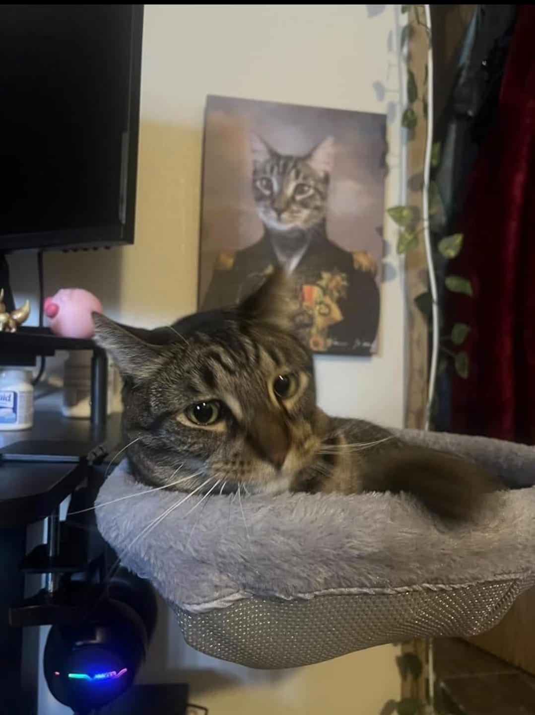 Customer photo review of FlotyCat® Desk Hammock